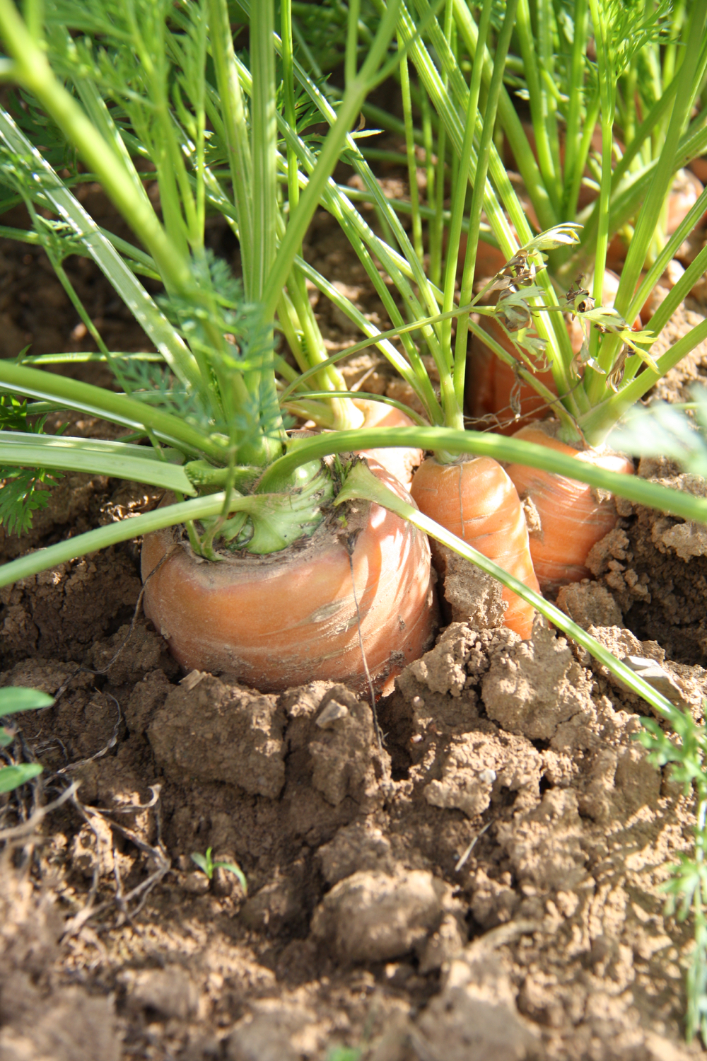 let-assortiment-banners